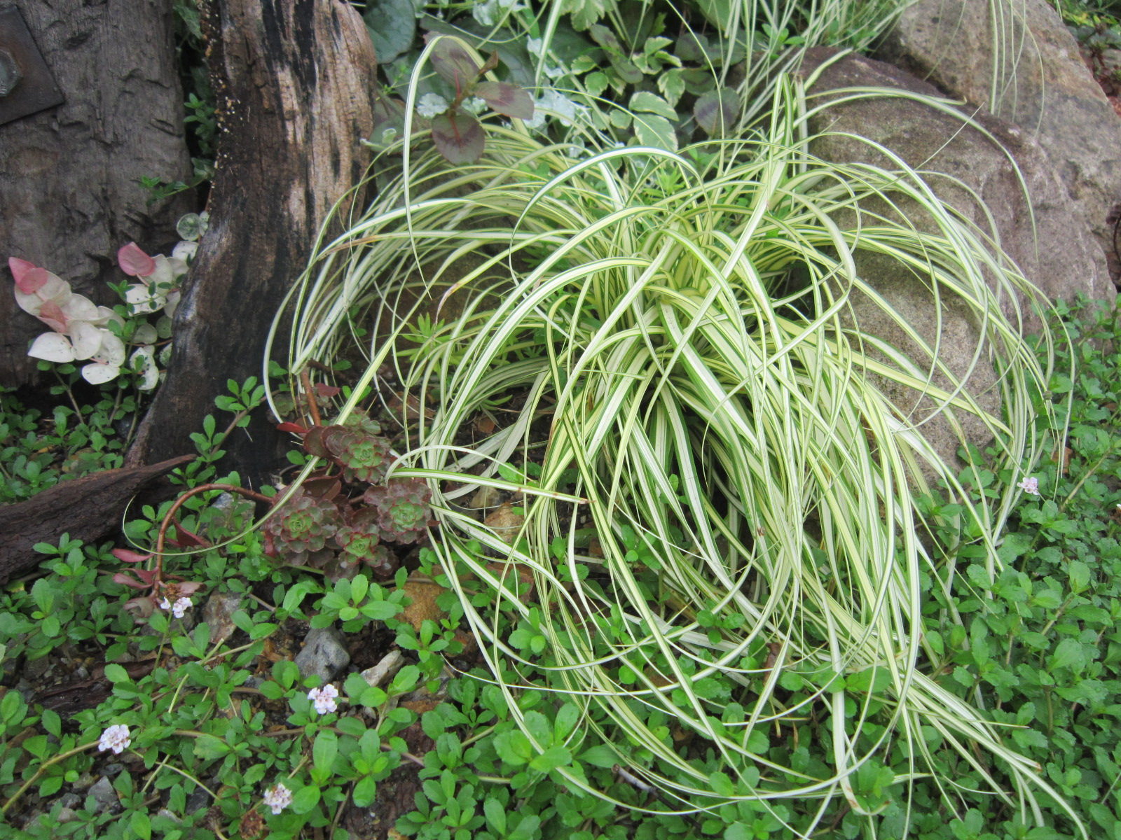 ﾍﾞｱｸﾞﾗｽ学 名 : Carex oshimensis ' Evergold'